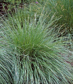 Festuca mairei